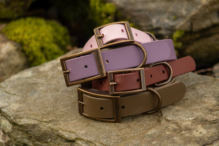 Dog Collars