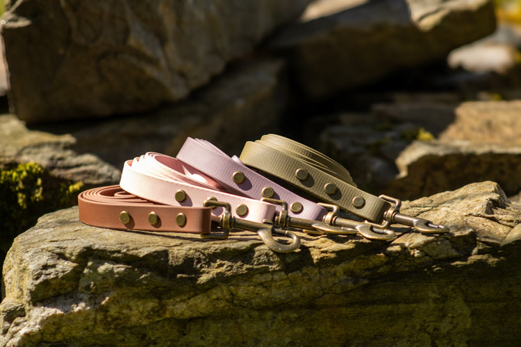 Dog Leads