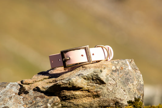 The Shore Collar